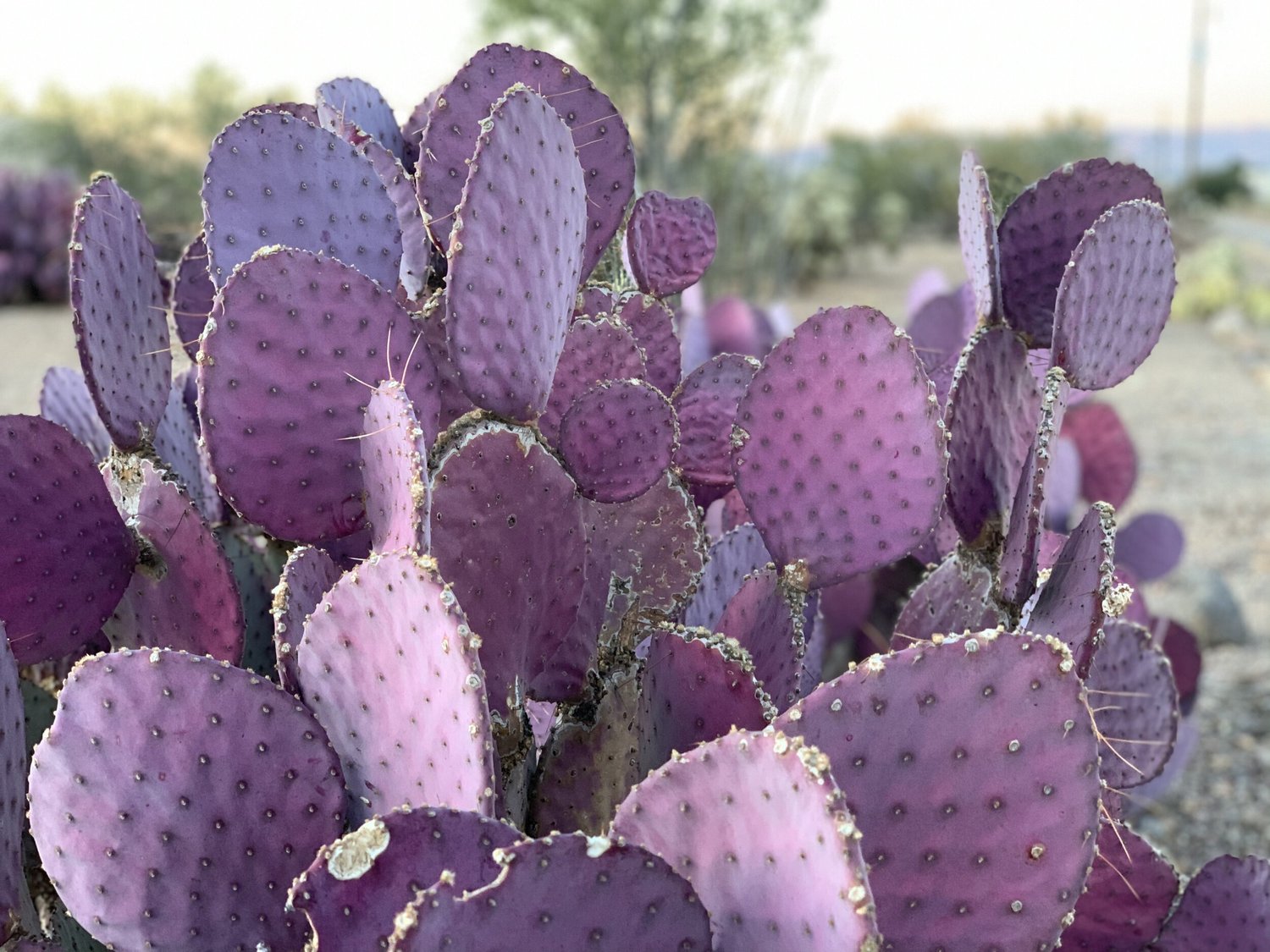 Purple prickly pear cactus in the Tucson desert